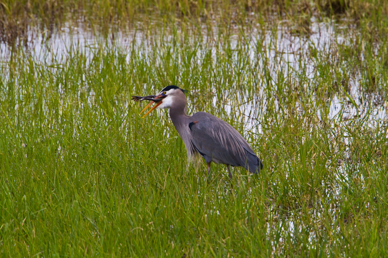 Great Blue Heron Eating Frog